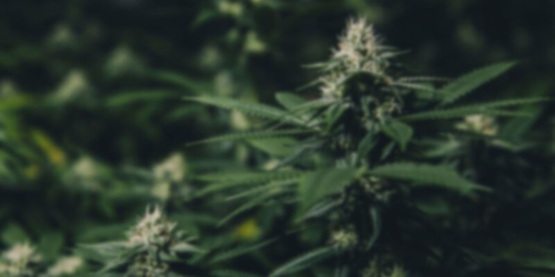 https://blessco.cl/wp-content/uploads/2019/04/blog_7-800x400.jpg